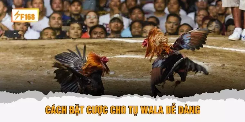 Cách đặt cược cho tụ Wala dễ dàng