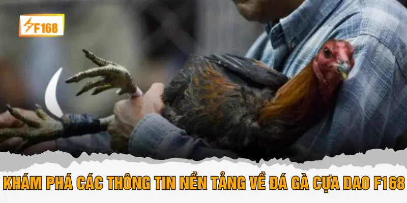 Khám phá các thông tin nền tảng về đá gà cựa dao F168